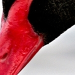 Portrait de cygne noir